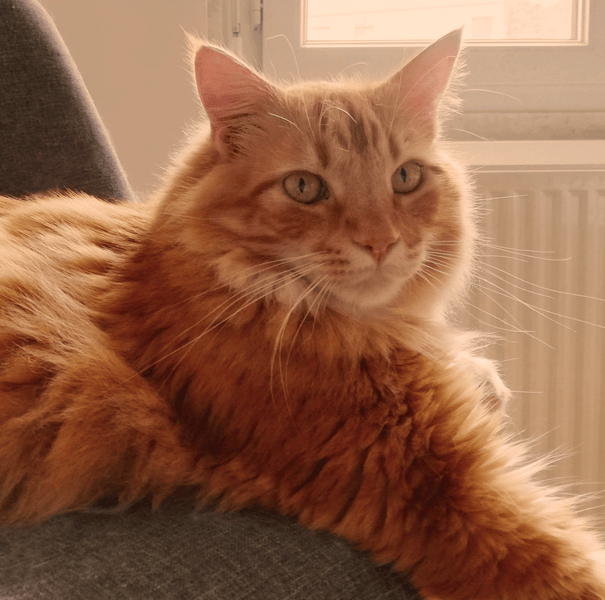 Portrait d’un chat de l’ombre : Enjolras